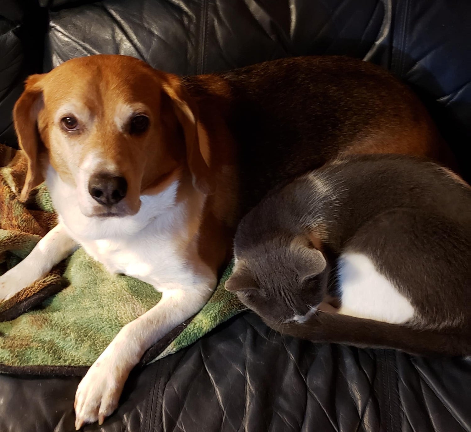 A Beagle's Journey & Osteoarthritis: Back on the Farm with Help from the Hip Hound - Ortho Dog