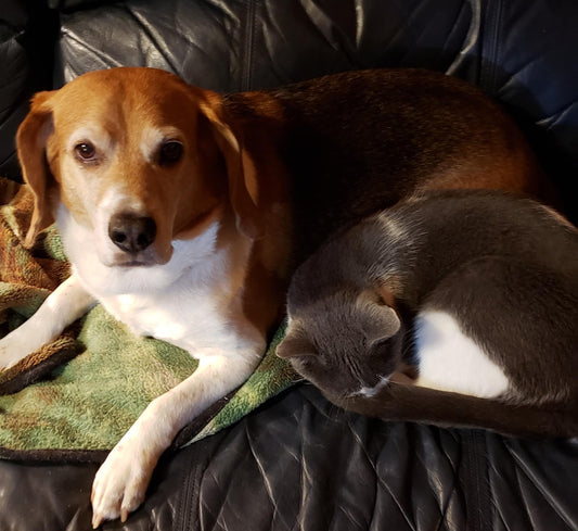 A Beagle's Journey & Osteoarthritis: Back on the Farm with Help from the Hip Hound - Ortho Dog