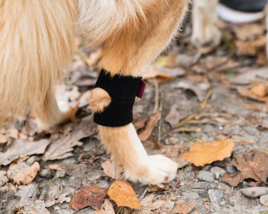 How to put on the Hock Holder