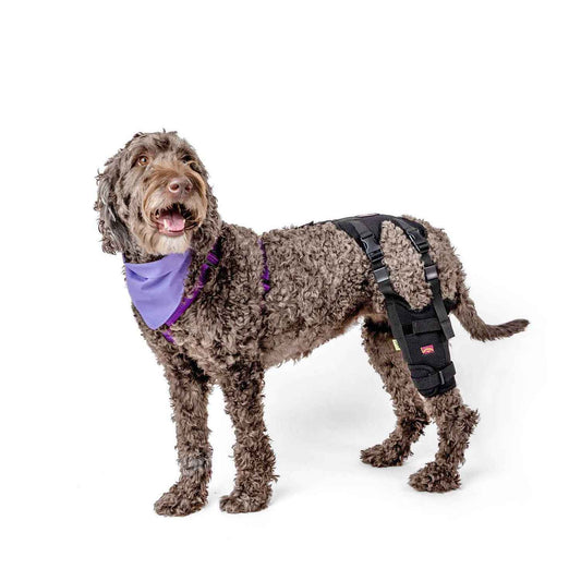 How to put on the Cruciate Care Knee Brace - Ortho Dog