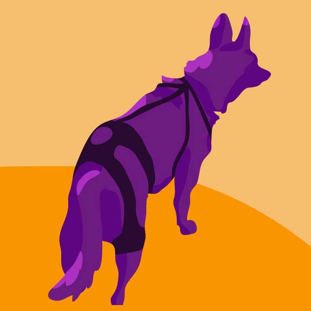 Canine Hip Dysplasia: How We Treated Bella naturally - Ortho Dog