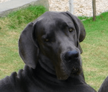 A Story from Tanzania: Glory Goes Back to Work - Ortho Dog