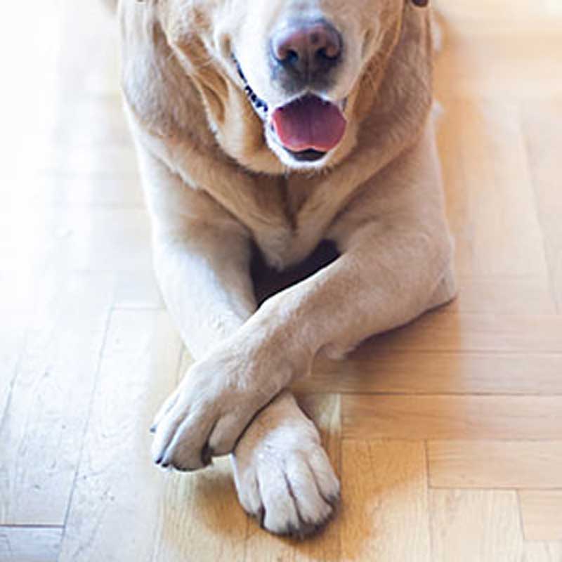 Dog with wrist injury showing signs of sprain or carpal hyperextension