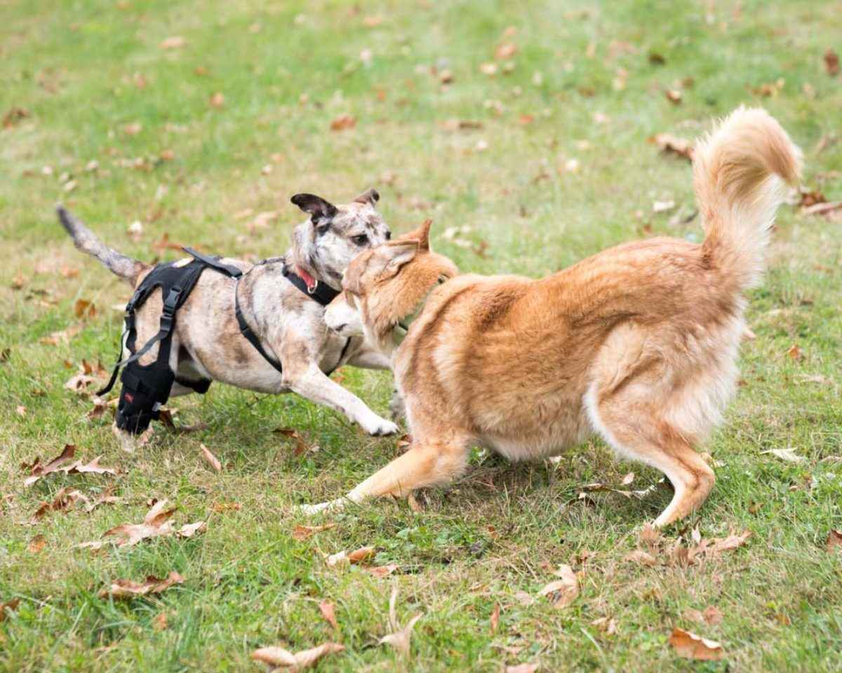 Cruciate Care Knee Brace