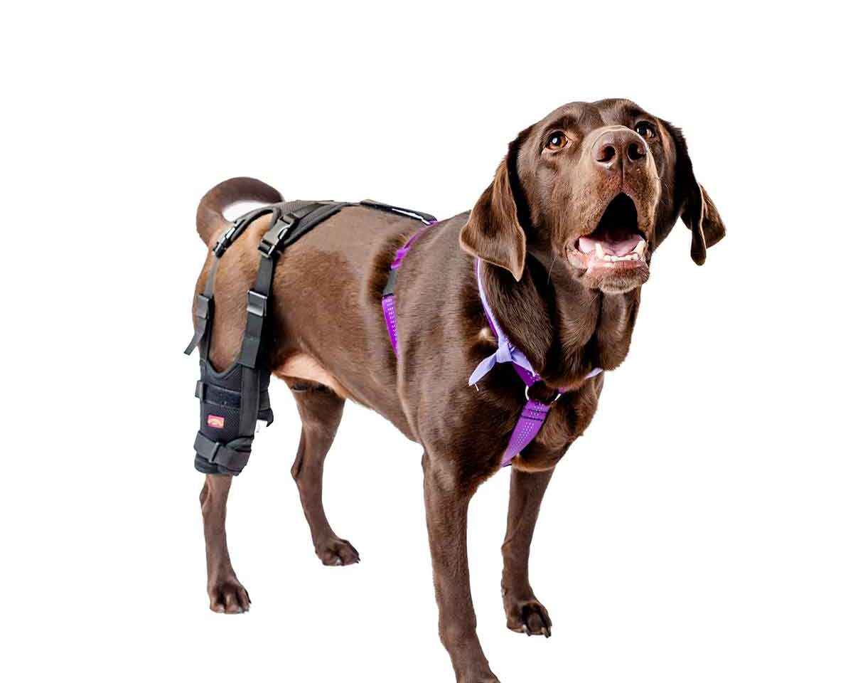 Cruciate Care Dog Knee Brace - Ortho Dog