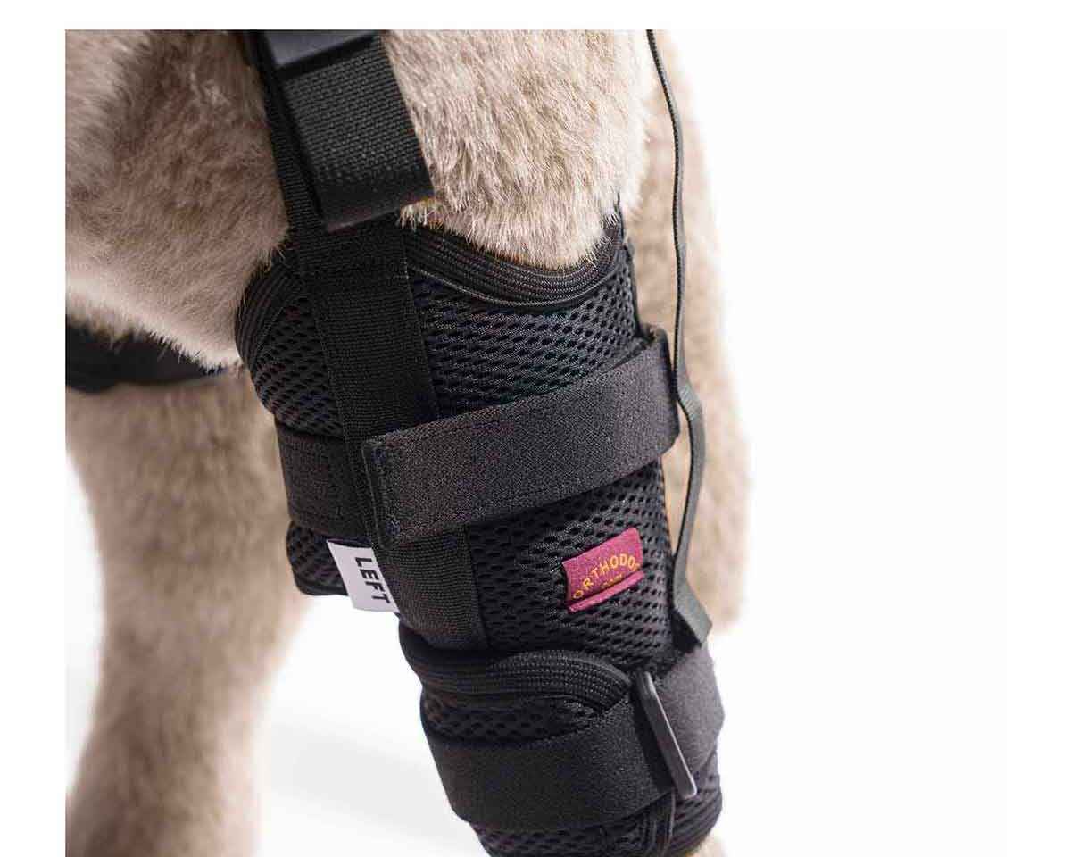Dog Acl Tear Canine Rear Leg Brace Cruciate Care Knee Brace Leg