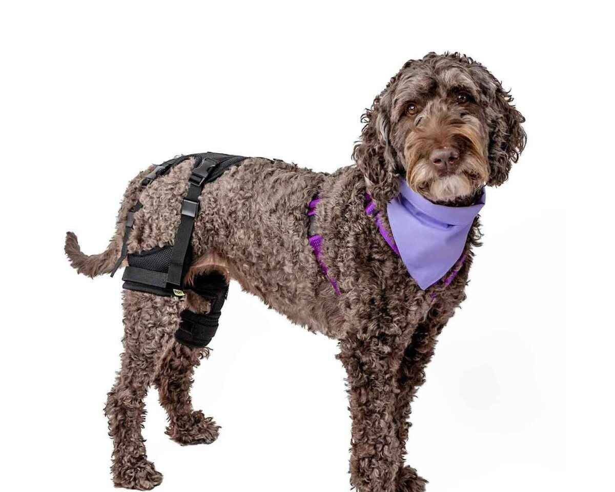 Cruciate Care Dog Knee Brace - Ortho Dog