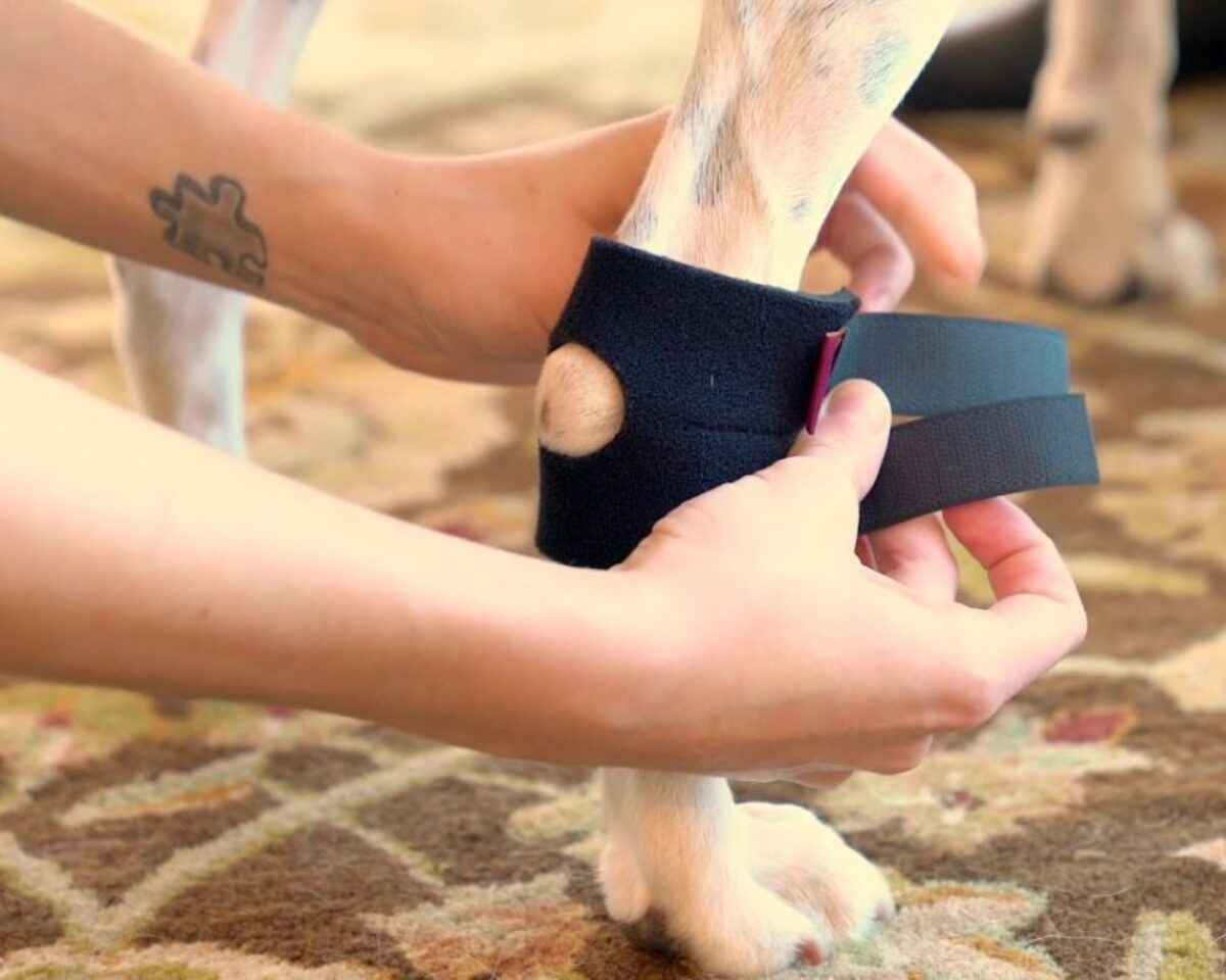 Hock Holder
