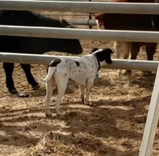 Miley: Pitbull Takes No "Bull" from the Cattle
