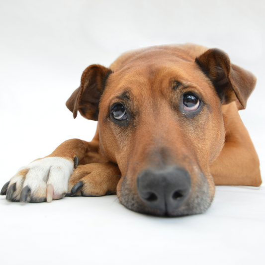 Dog ACL Tear Recovery Without Surgery - Ortho Dog
