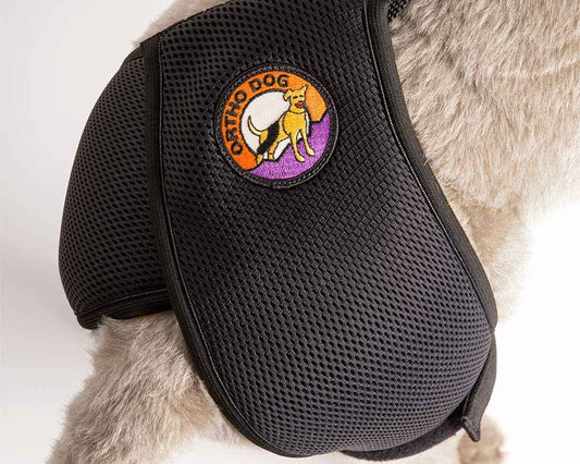 Dog Hip Dysplasia: Symptoms, Treatment & Prevention Guide - Ortho Dog