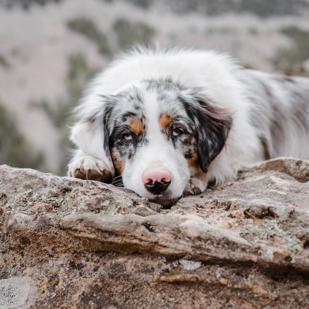 What You Need to Know About Australian Shepherd Hip Dysplasia