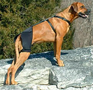 Canine Hip Dysplasia: How We Treated Bella naturally