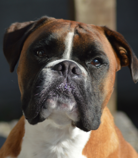 Boxer Dog Hip Dysplasia Torn ACL / CCL: What to Know