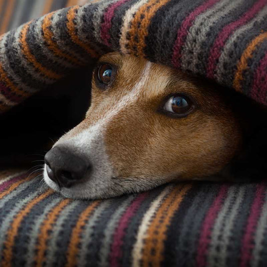 Degenerative Myelopathy in Dog: Signs, Testing, and Tough Decisions - Ortho Dog