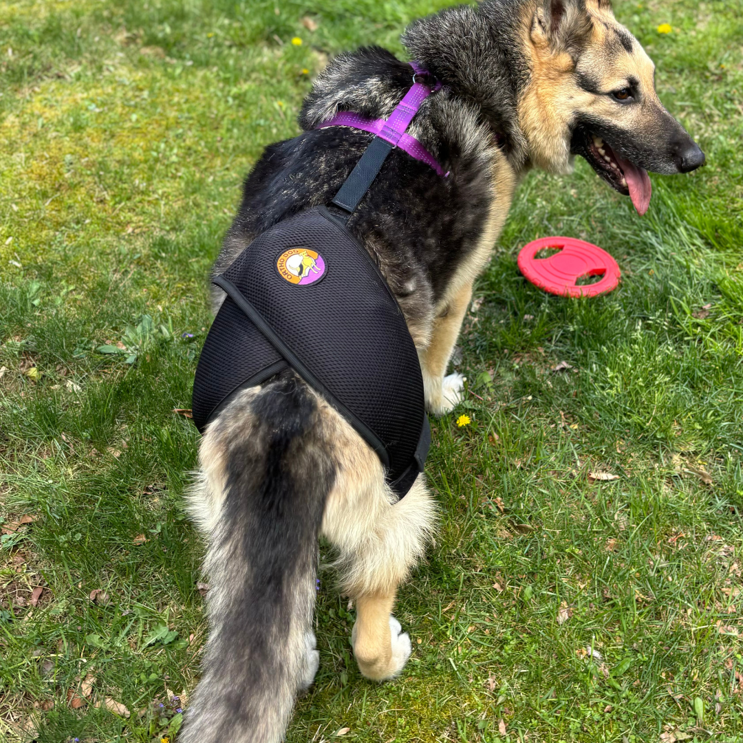 German Shepherd Hip Dysplasia Signs and Treatments