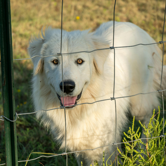 Hip Dysplasia in the Great Pyrenees and other Livestock Guardian Dogs