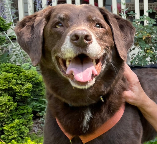 A Lab's Loving Family and Life With Hip Dysplasia & Arthritis