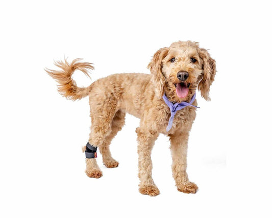 Goldendoodle and Labradoodle dogs showing healthy joint mobility and movement
