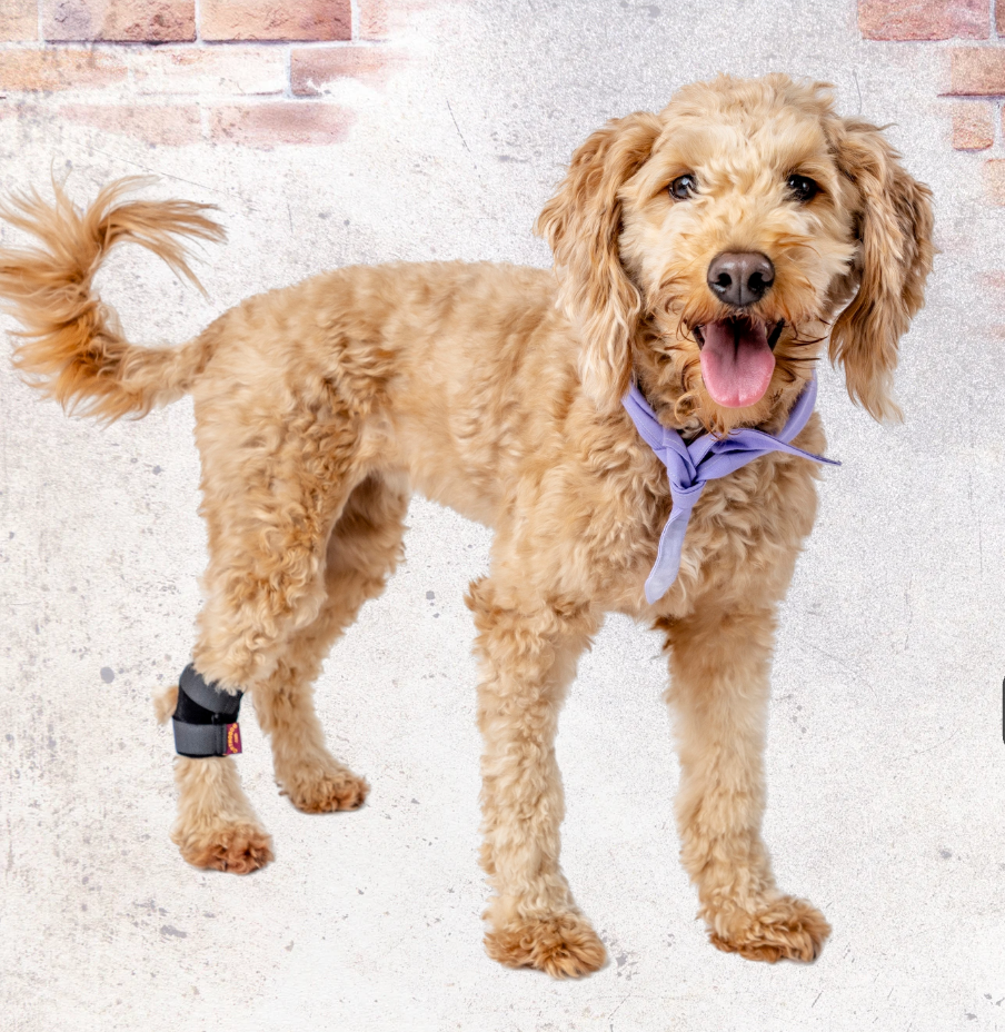 Dog hock brace support device for ankle dislocation and instability treatment