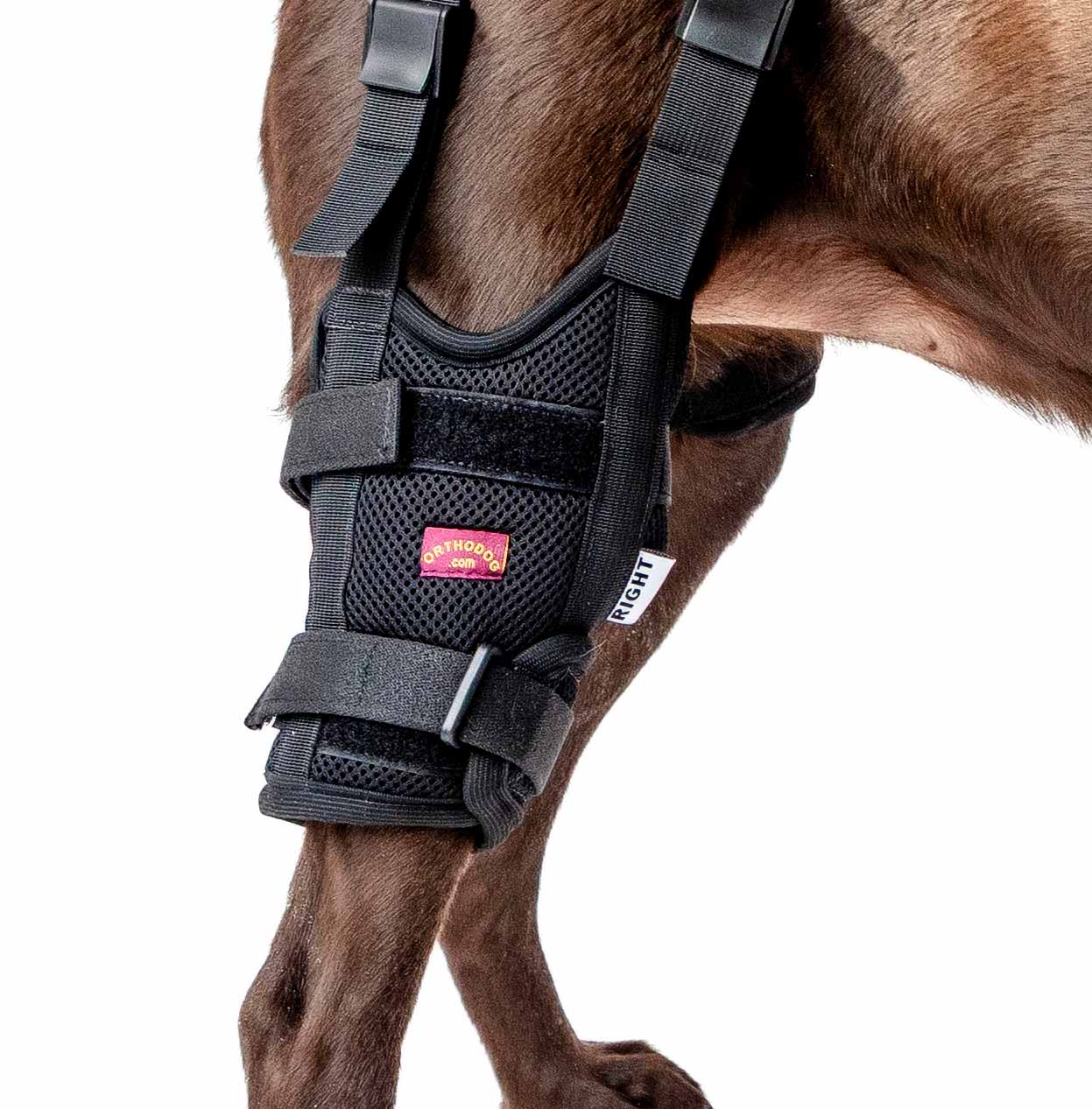 Need Help Fitting your Brace? - Ortho Dog