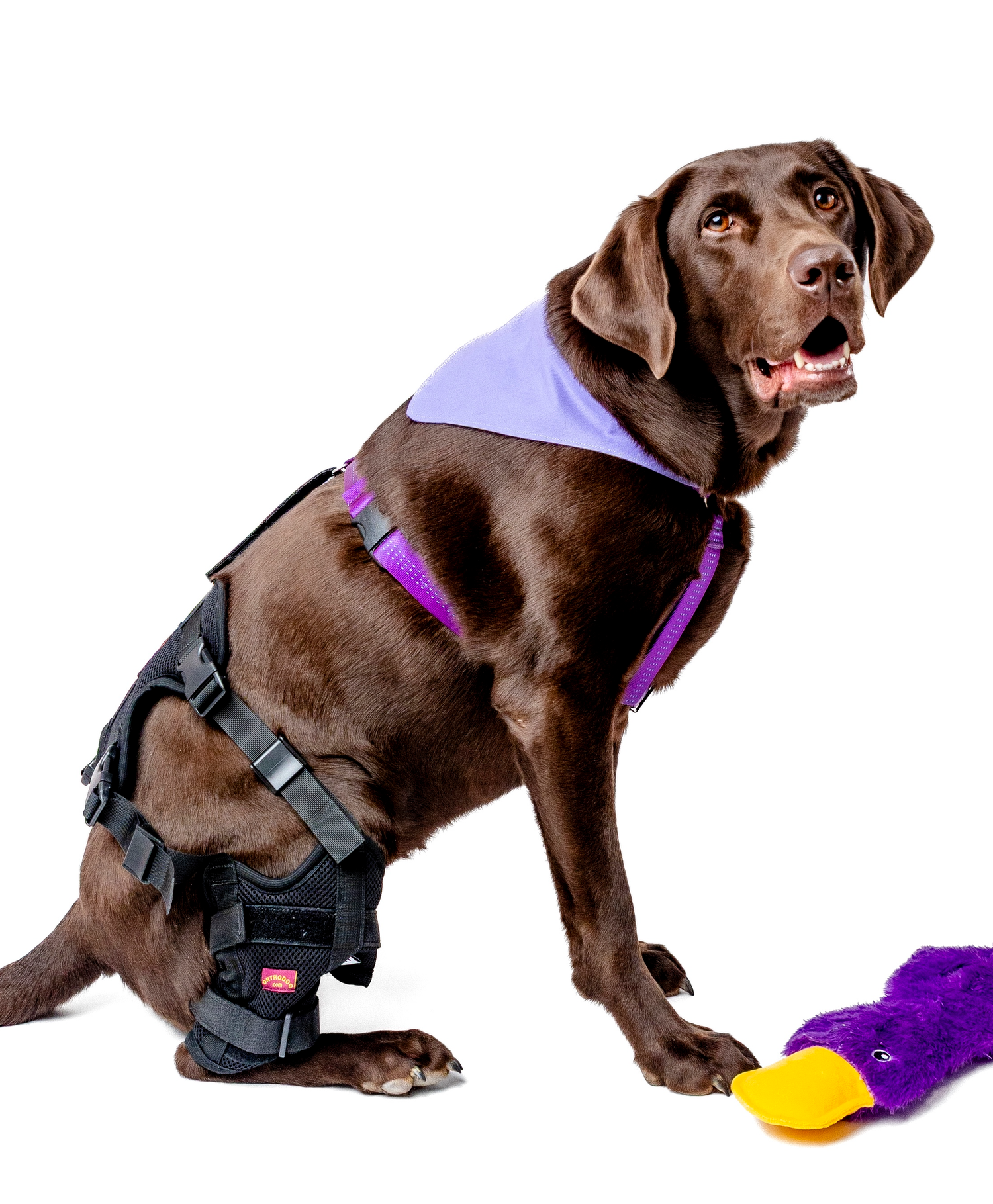 Dog knee anatomy model showing stifle joint and ACL/CCL location for brace placement