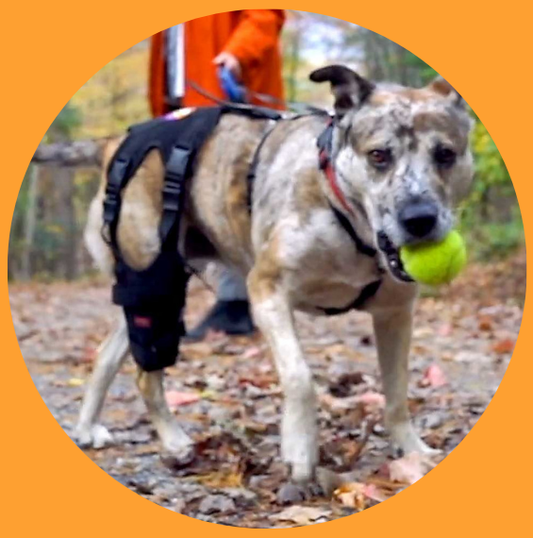 How to Apply the Cruciate Care Knee Brace