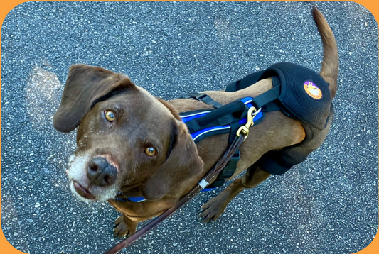 Hip Hound Brace makes a Hip Hand-Me-Down