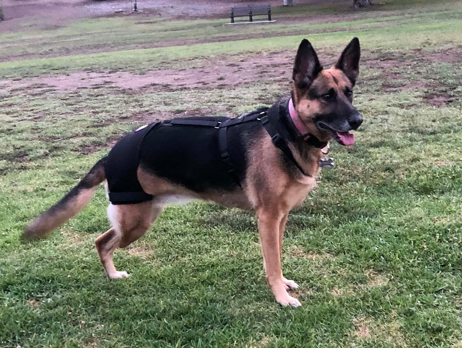 German Shepherd Hip Dysplasia Signs and Treatments