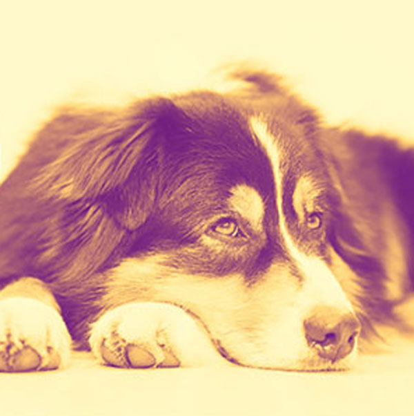 What You Need to Know About Australian Shepherd Hip Dysplasia