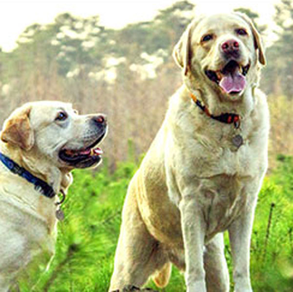 Labrador Hip Dysplasia: A Guide to Recognize the Signs & Choose the Best Treatment