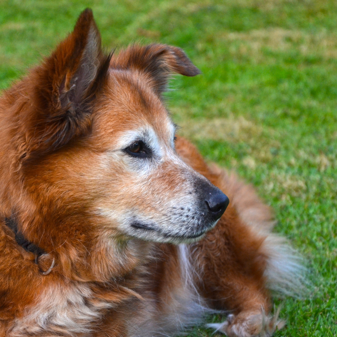 Old Dog Back Legs Collapsing: What Now?