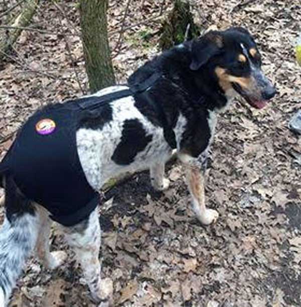 Border Collie dog recovering from arthritis treatment