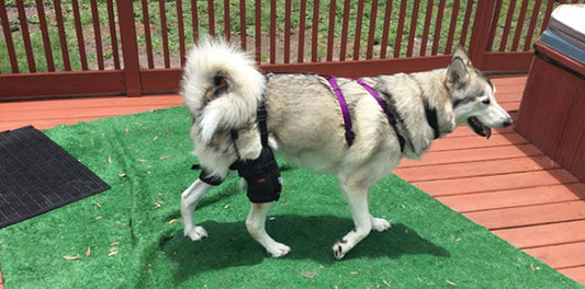 Puppy Bounces Back from Dounble Torn Canine ACL Injury Without Surgery