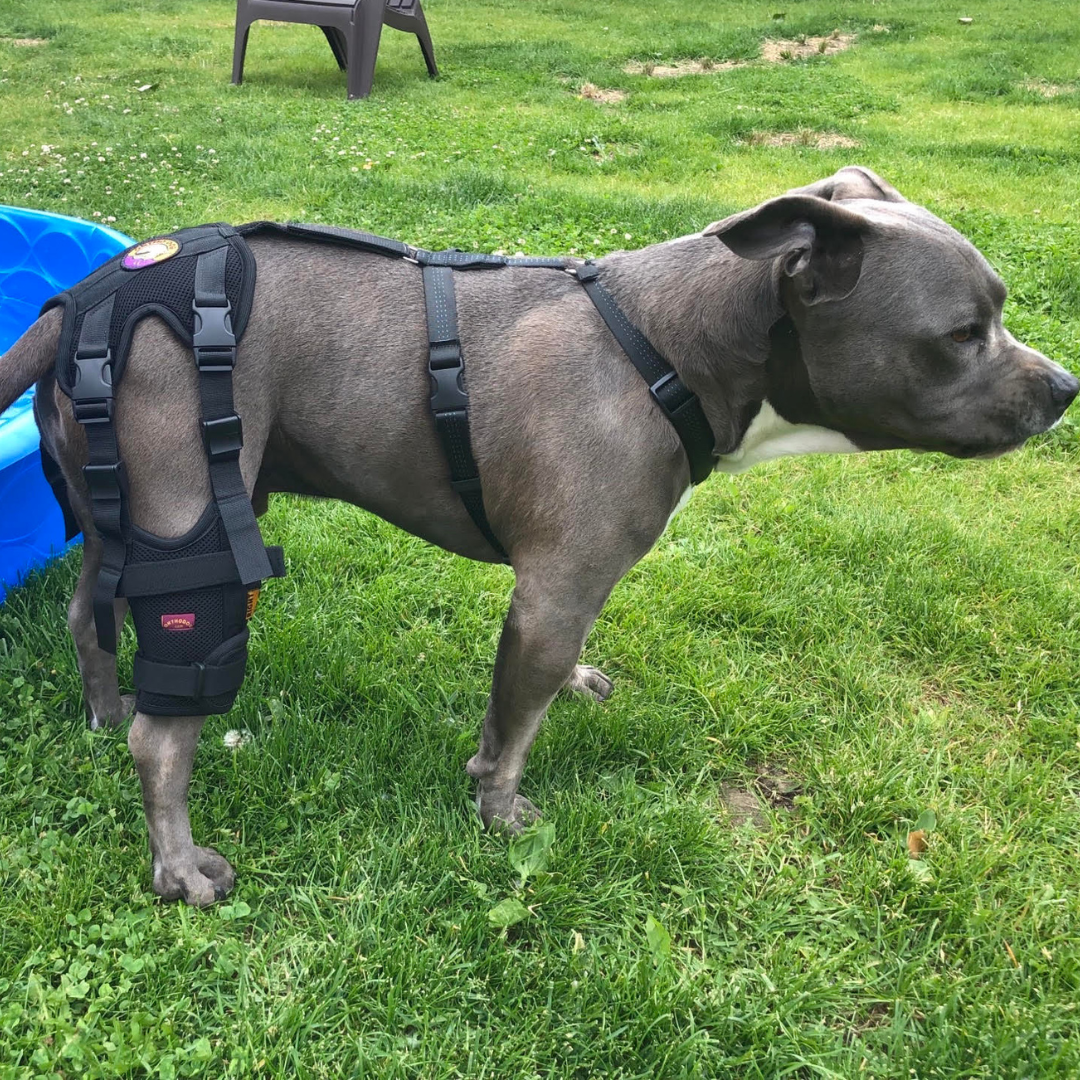 Common Pitbull Hip and Hind Leg Problems and Treatment Options