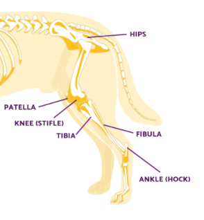 Dog Joint Health and Joint Pain Problems
