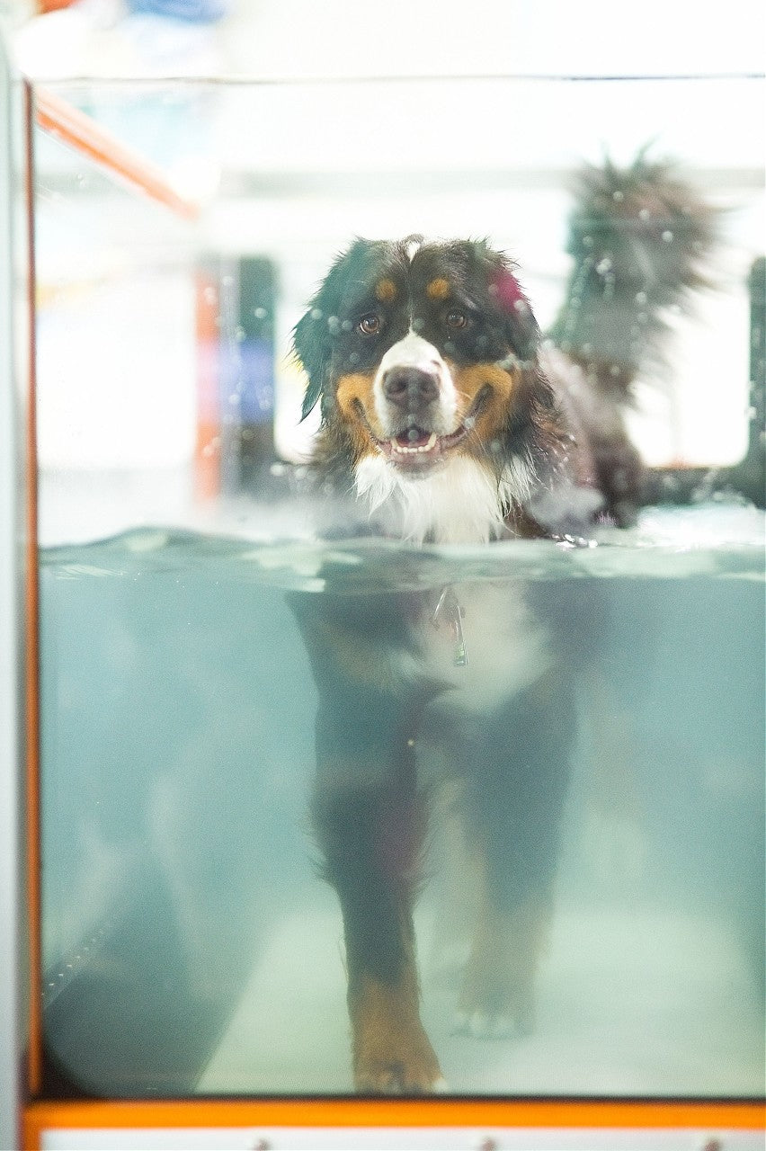 Dog Physical Therapy and the Health Conditions it Supports - Ortho Dog