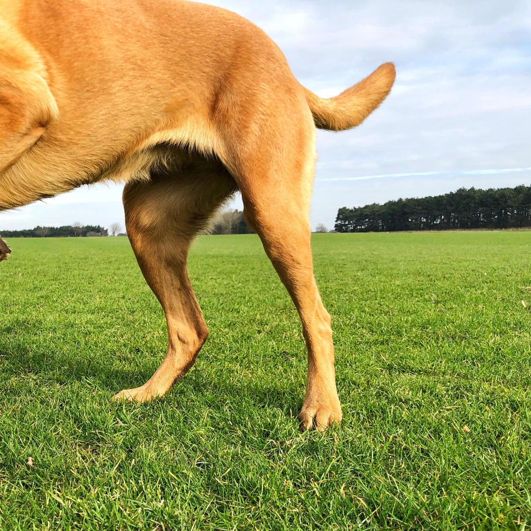 Dog with knee problems showing leg anatomy and common issues