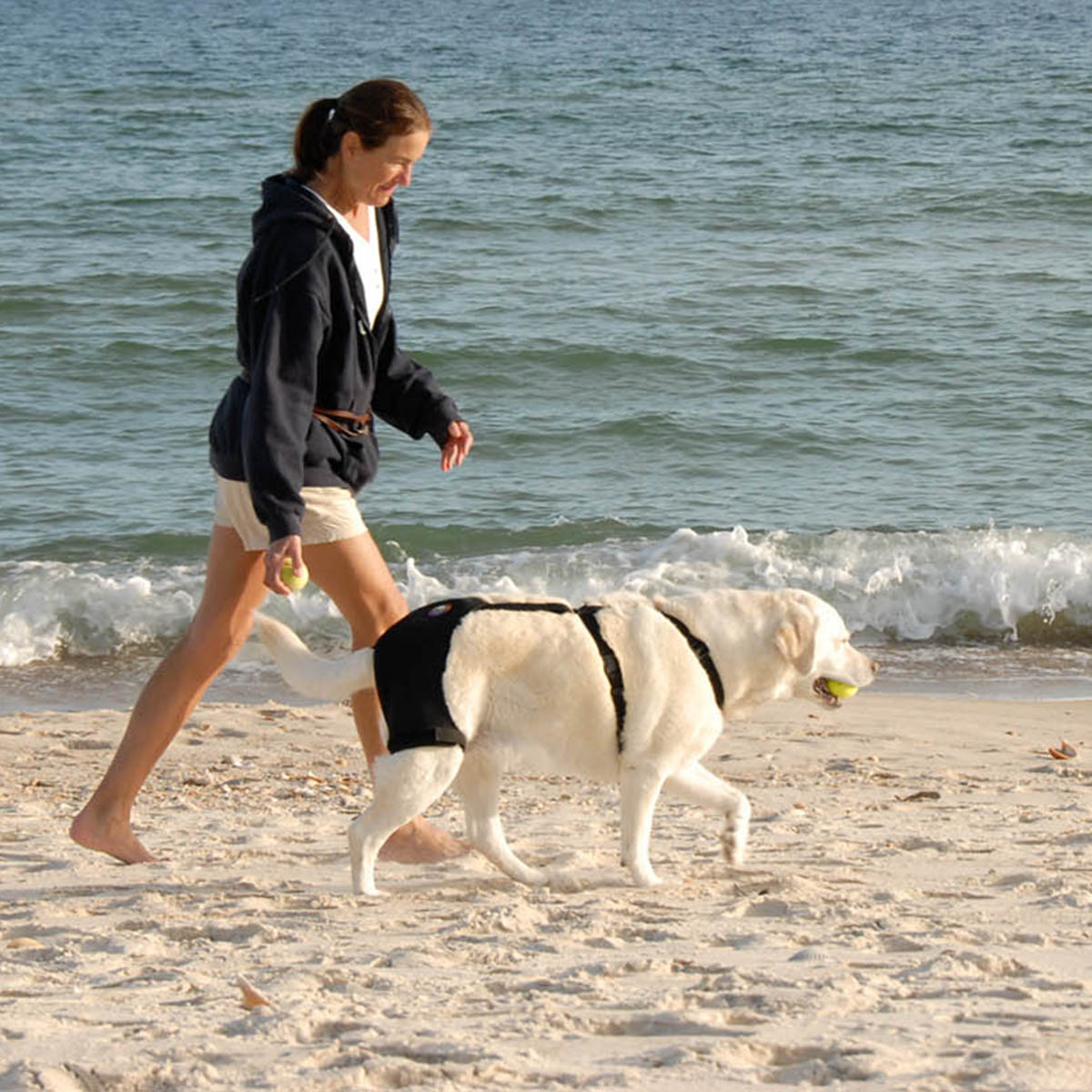 Overcoming Dog Back Legs Weakness and Improving Mobility