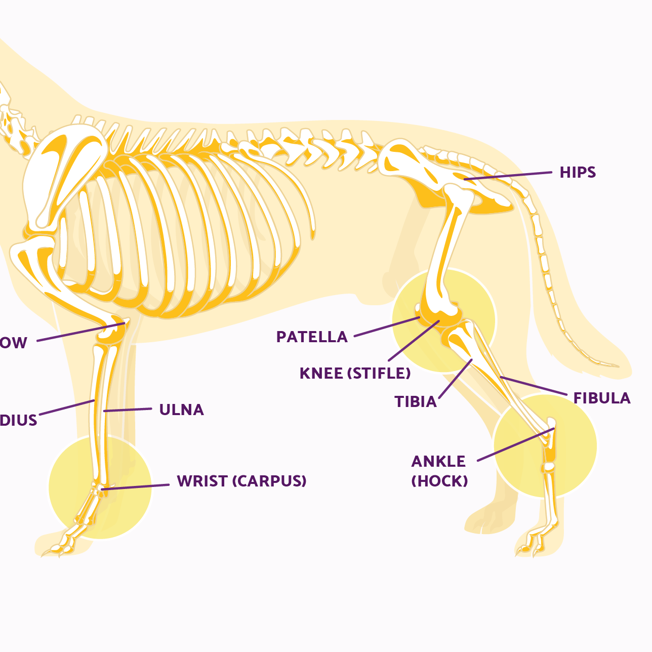 Dog Leg Anatomy in Human Terms