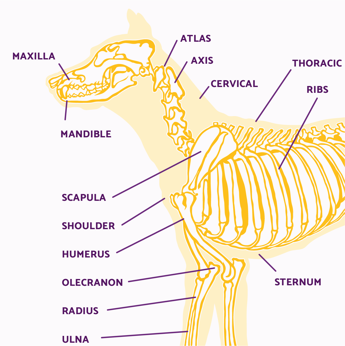 Dog Joint Health and Joint Pain Problems