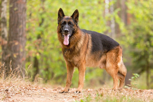 German Shepherd Sizing Information - Ortho Dog