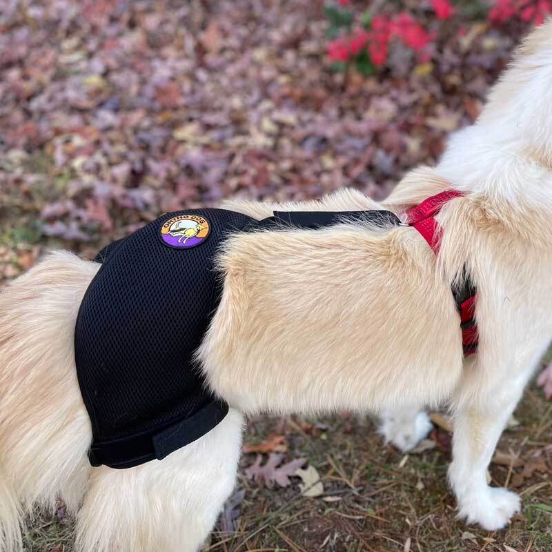 White dog with arthritis receiving home care treatment