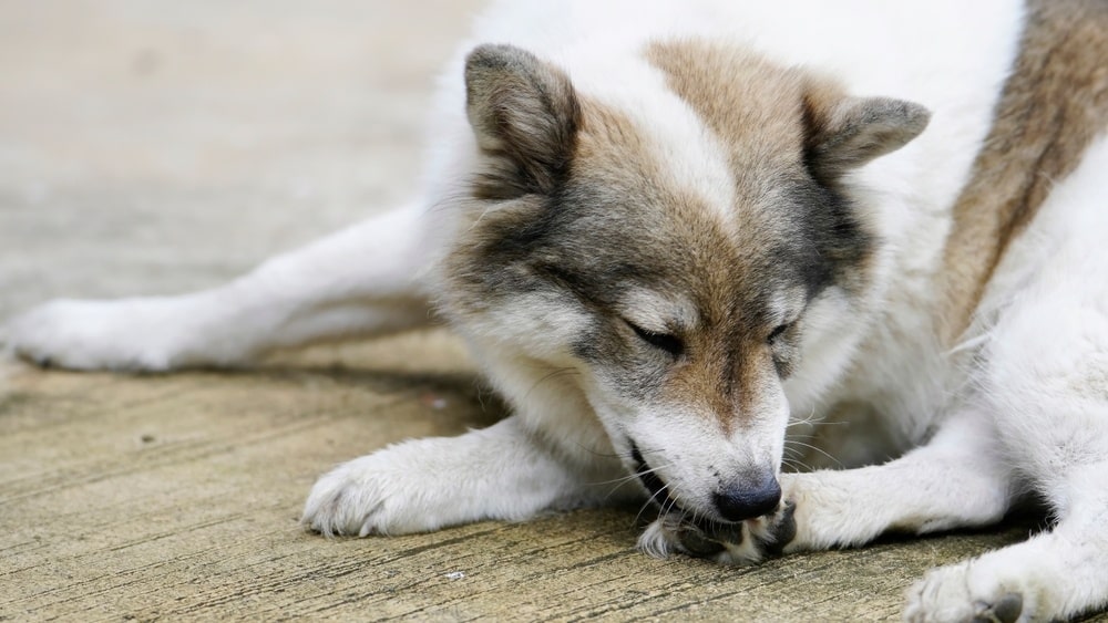 When Licking Isn’t Due to Allergies - Ortho Dog
