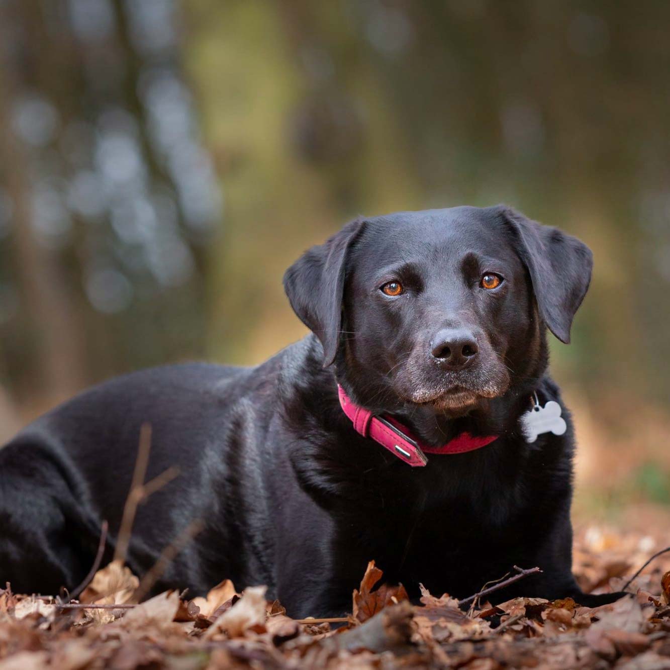 Dog Knee Brace Options for Luxating Patella