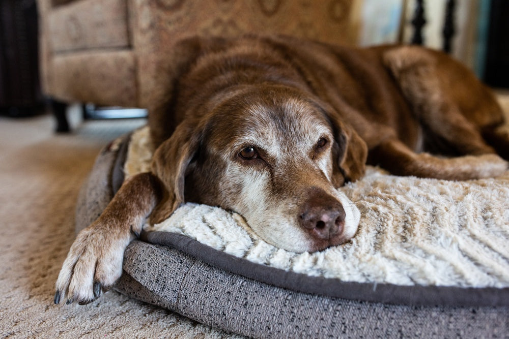 How to Support a Limping Dog from Home