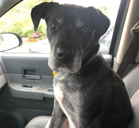 Pandora: Beloved Lab / Great Dane mix, MVP in Michigan Community
