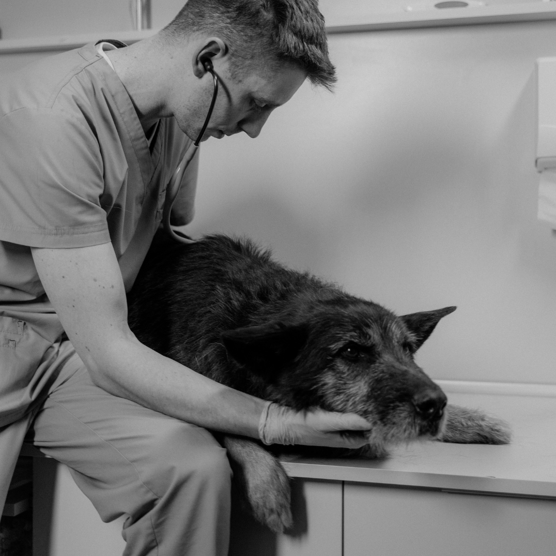 Exploring Surgical & Non-Invasive Treatment Options for Canine Hip, Joint, and Ligament Injuries
